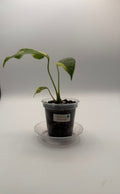 Monstera Electrolight tissue culture, Plant A, front view