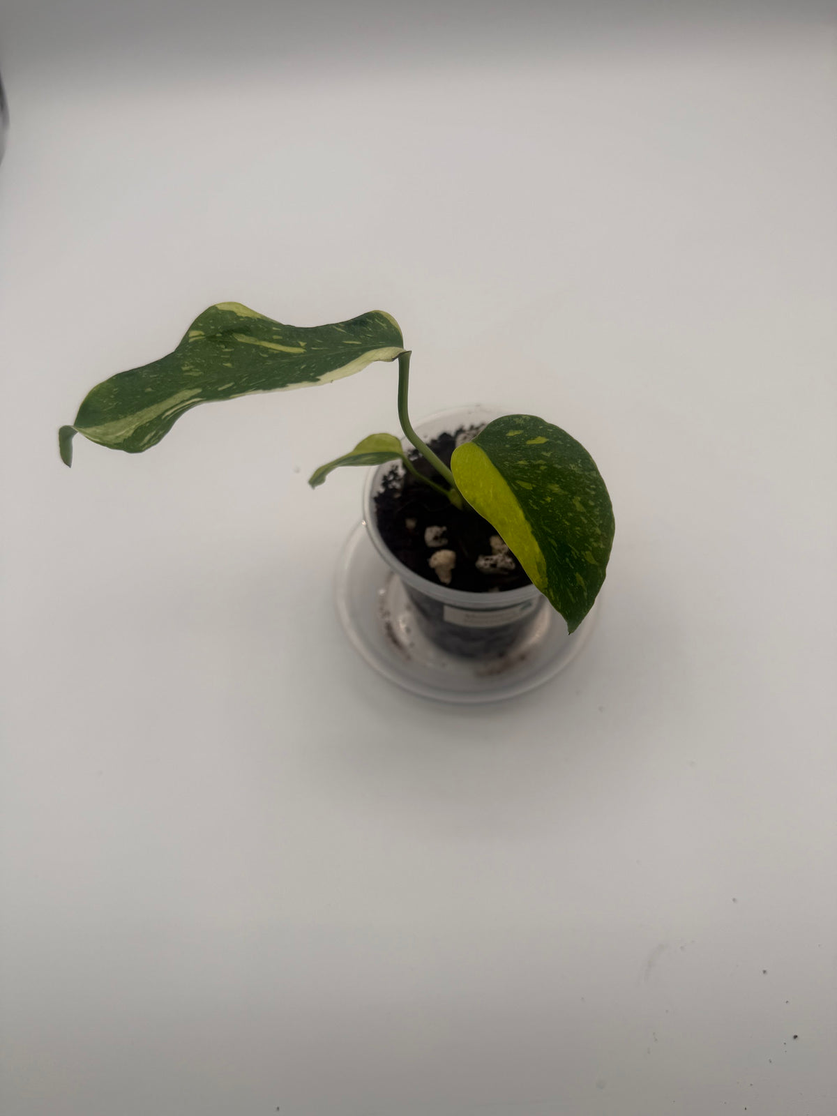 Monstera Electrolight tissue culture, Plant A, top view