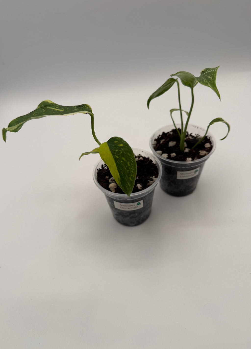 Monstera Electrolight tissue culture, group photo