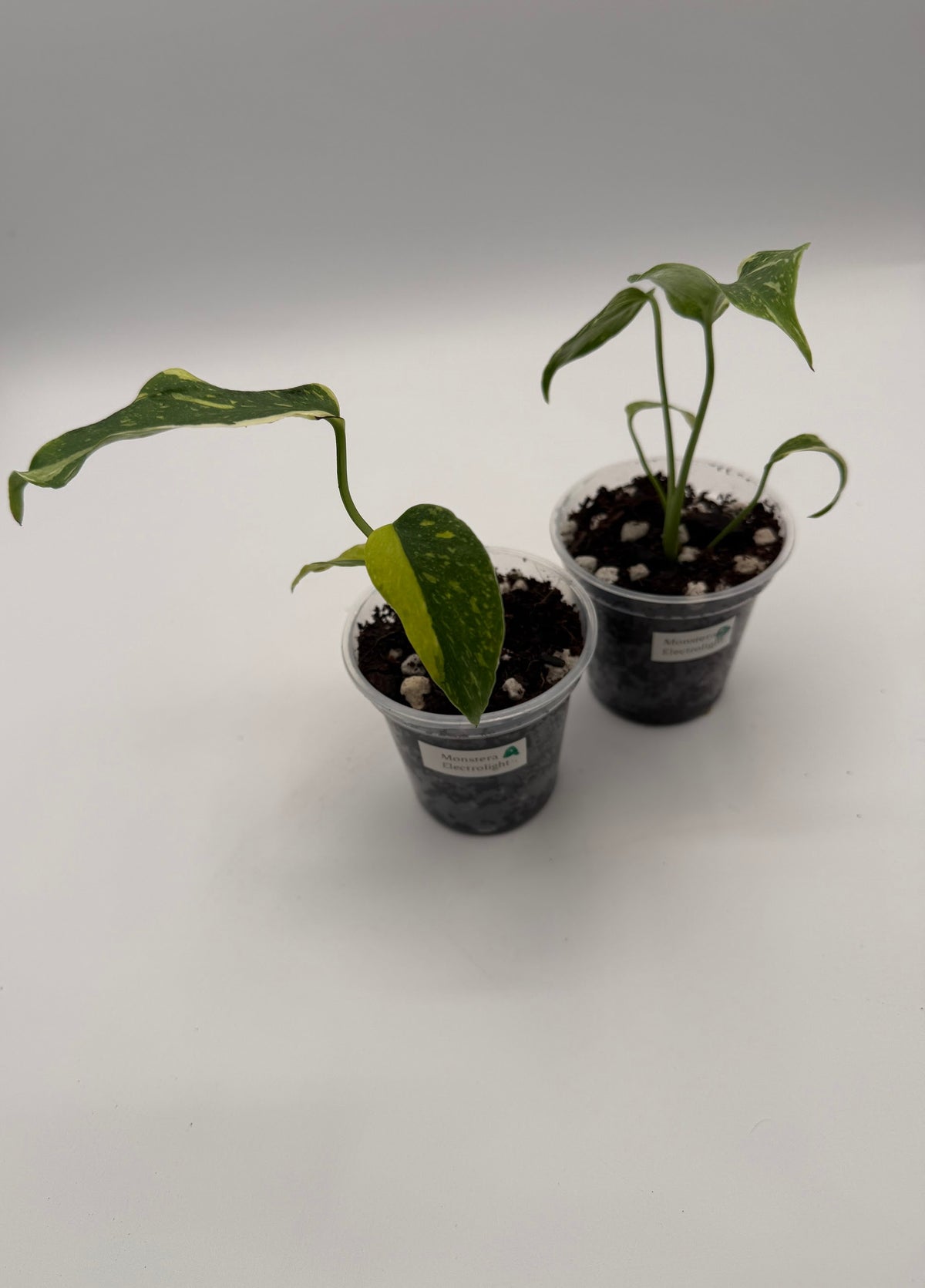 Monstera Electrolight tissue culture, group photo