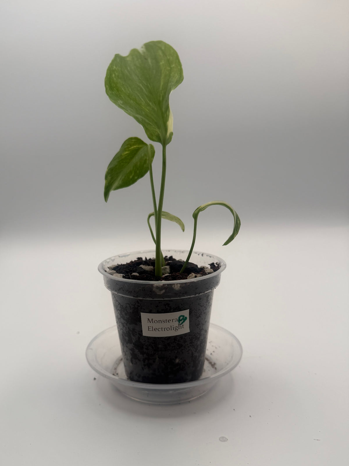 Monstera Electrolight tissue culture, Plant B, front view