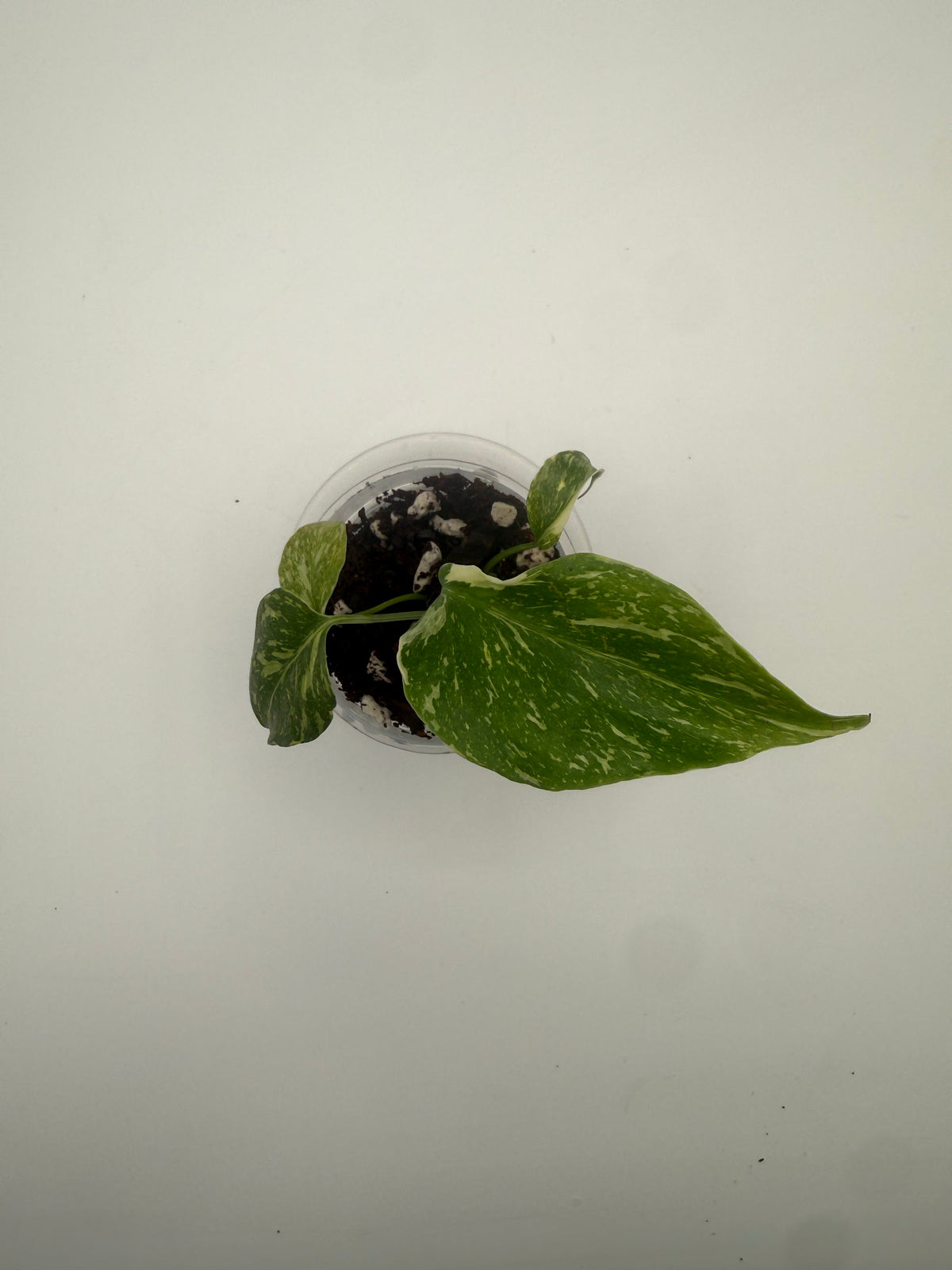 Monstera Electrolight tissue culture, Plant B, top view