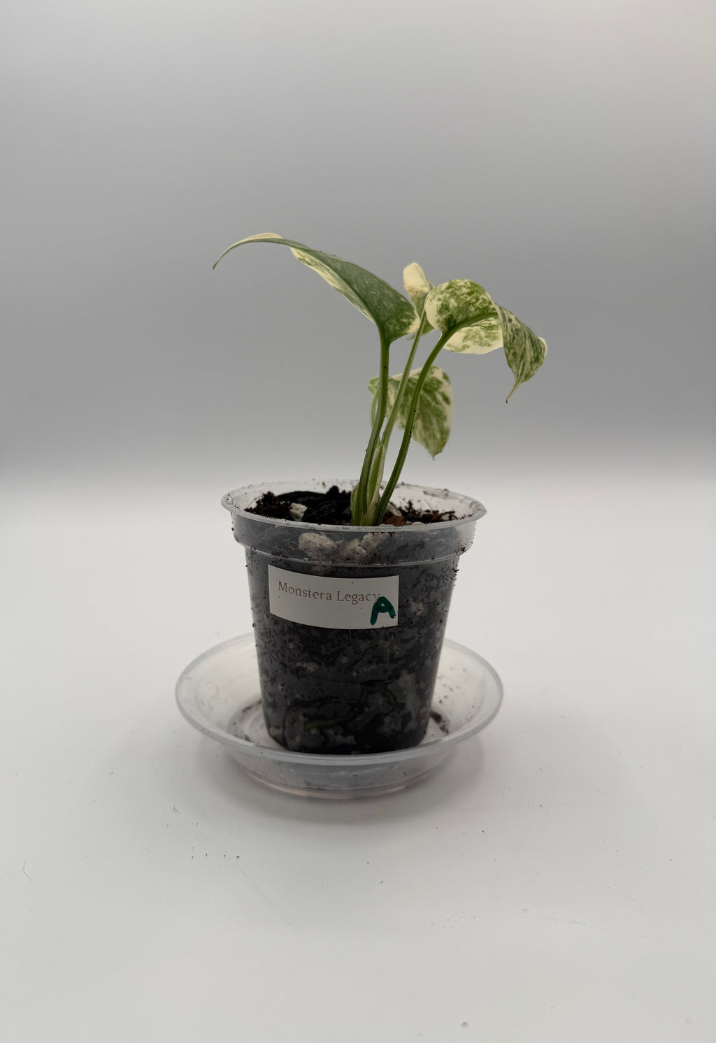Monstera Legacy tissue culture, Plant A, front view