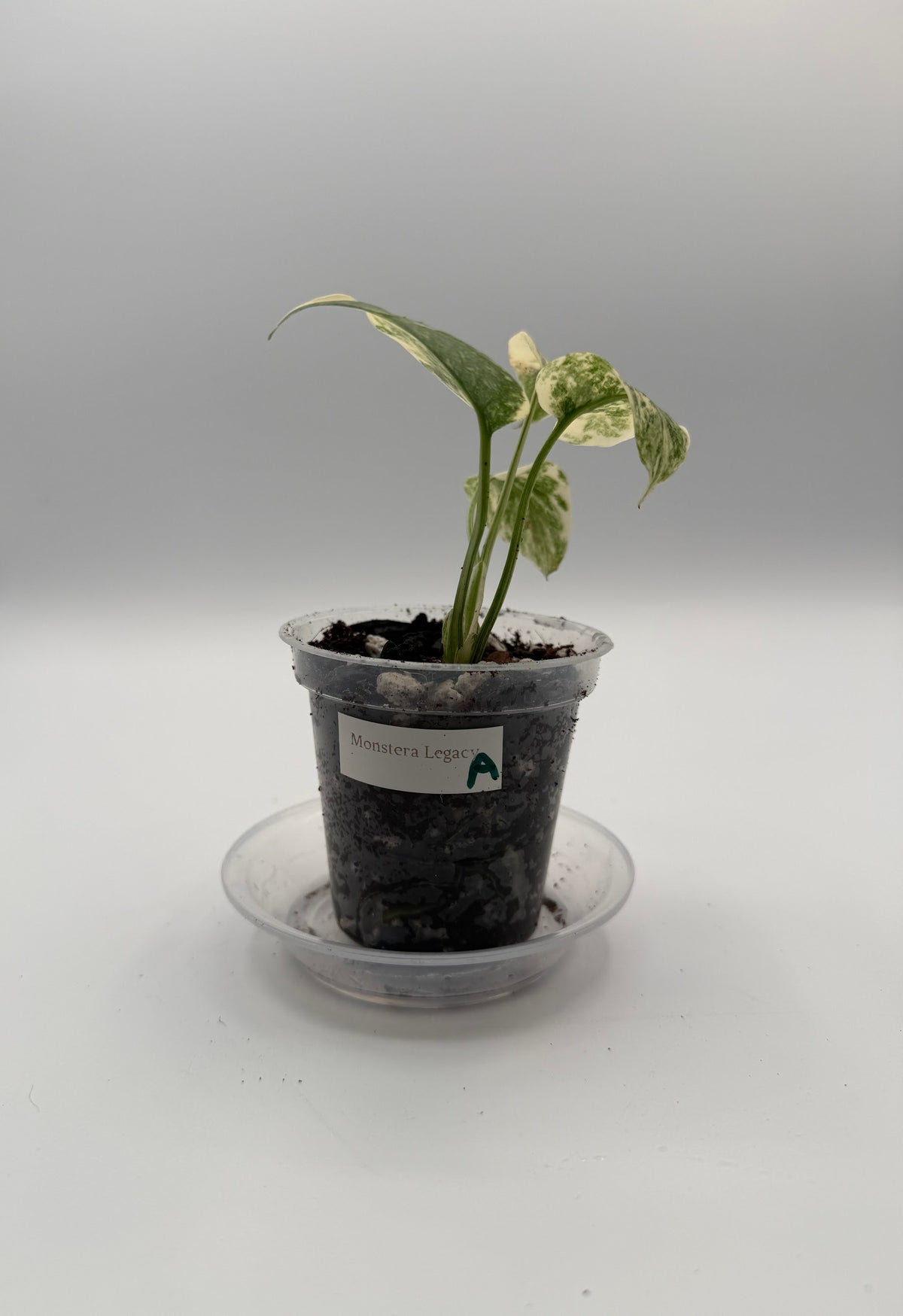 Monstera Legacy tissue culture, Plant A, front view