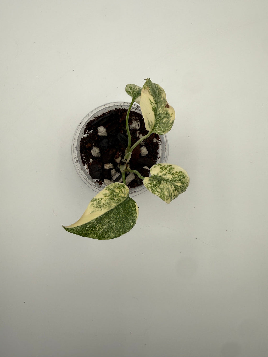 Monstera Legacy tissue culture, Plant A, top view