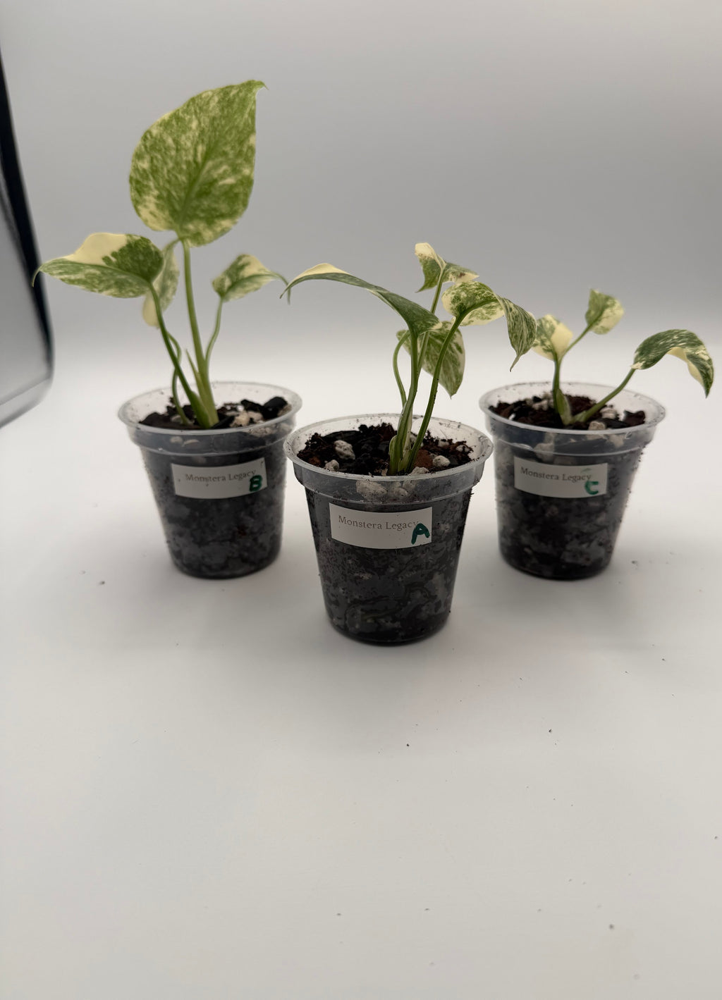Monstera Legacy tissue culture, group photo