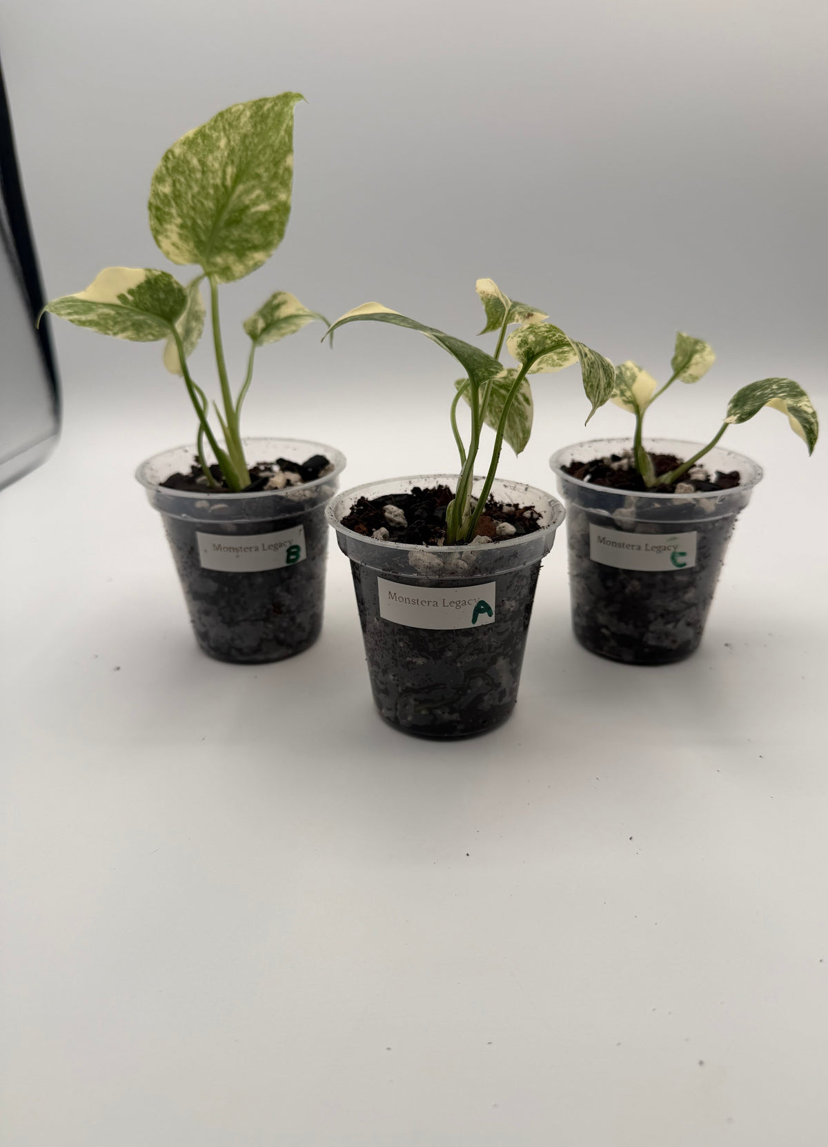 Monstera Legacy tissue culture, group photo