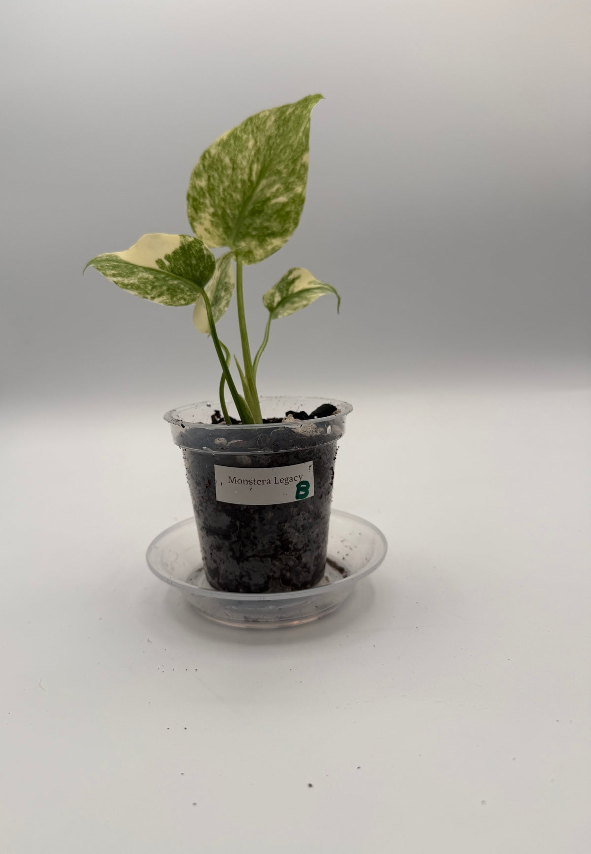 Monstera Legacy tissue culture, Plant B, front view