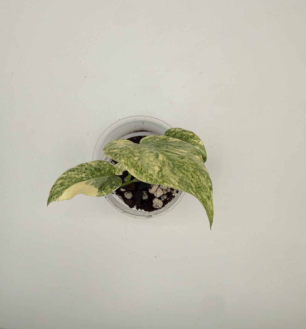 Monstera Legacy tissue culture, Plant B, top view
