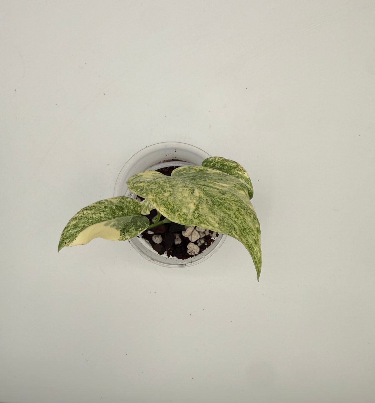 Monstera Legacy tissue culture, Plant B, top view