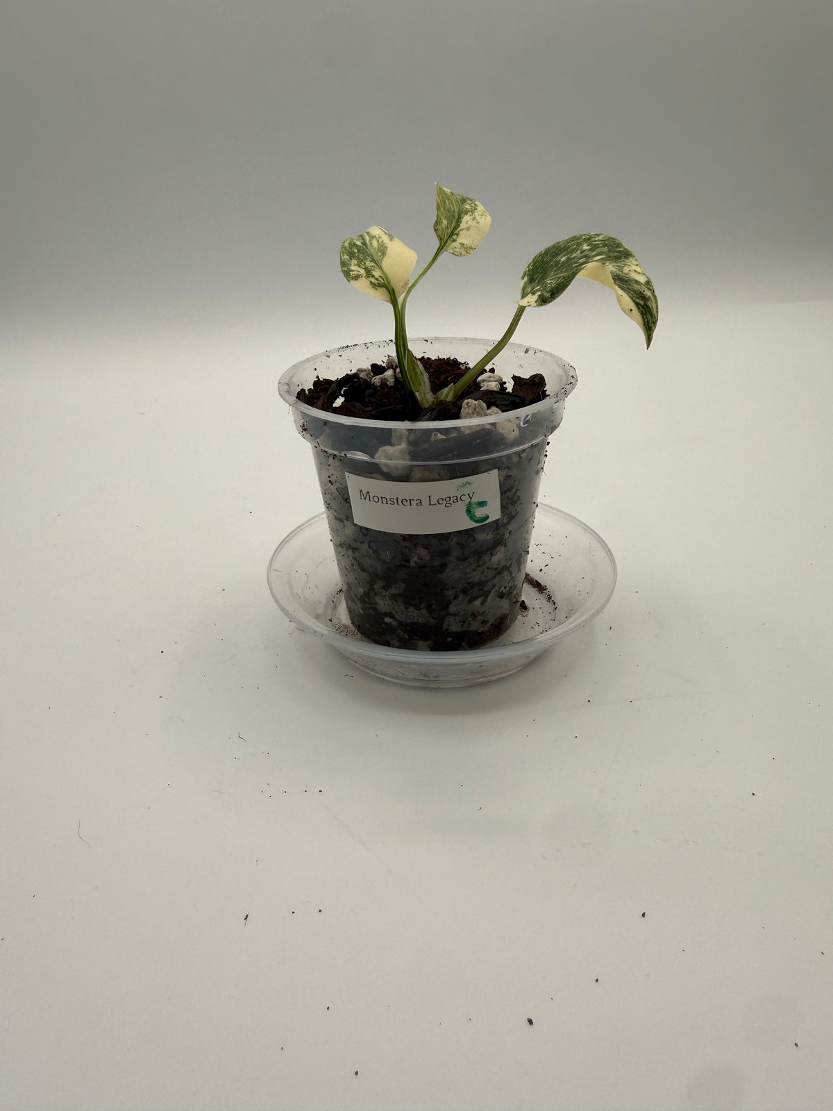 Monstera Legacy tissue culture, Plant C, front view