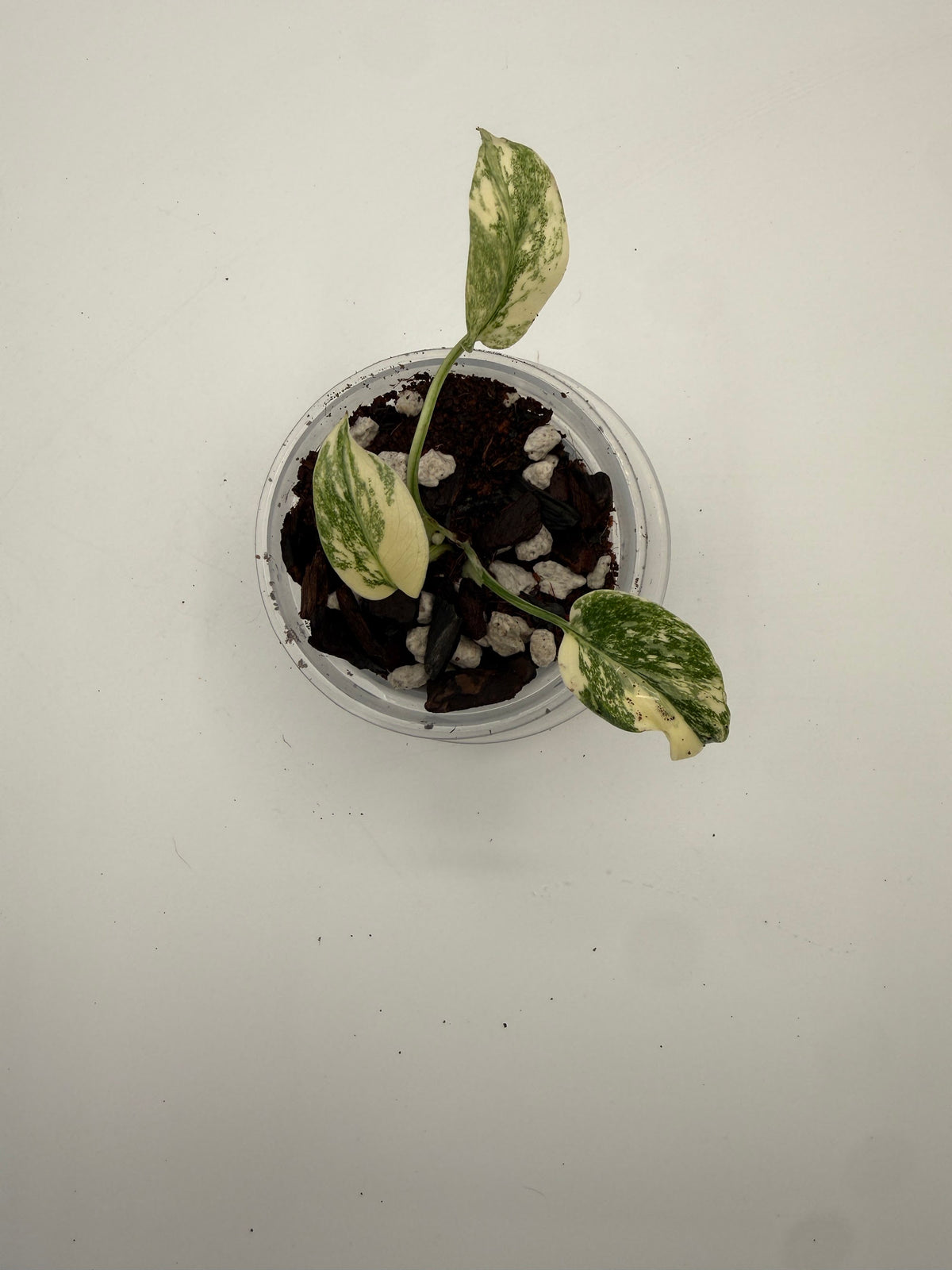 Monstera Legacy tissue culture, Plant C, top view