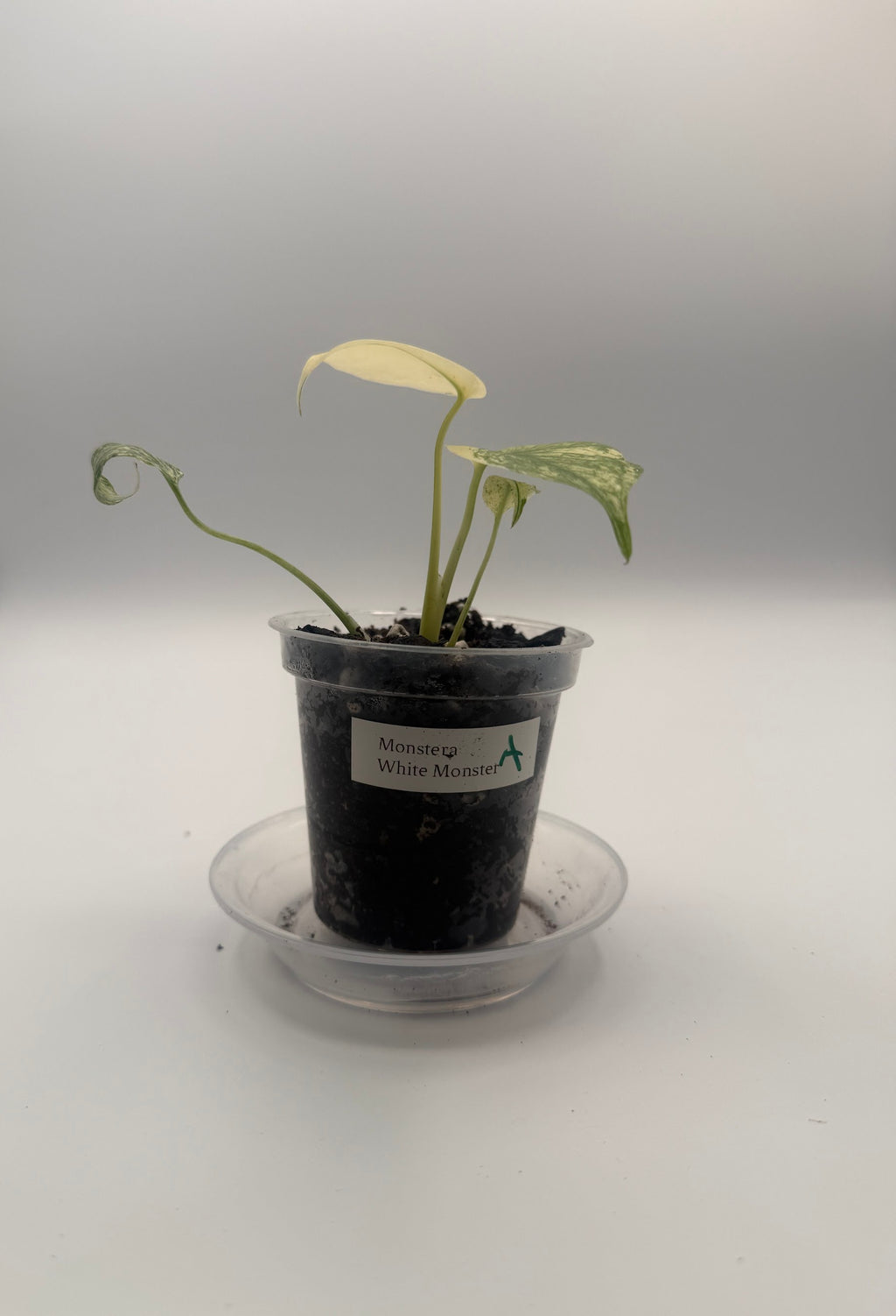 Monstera White Monster tissue culture, Plant A, front view