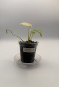 Monstera White Monster tissue culture, Plant A, front view