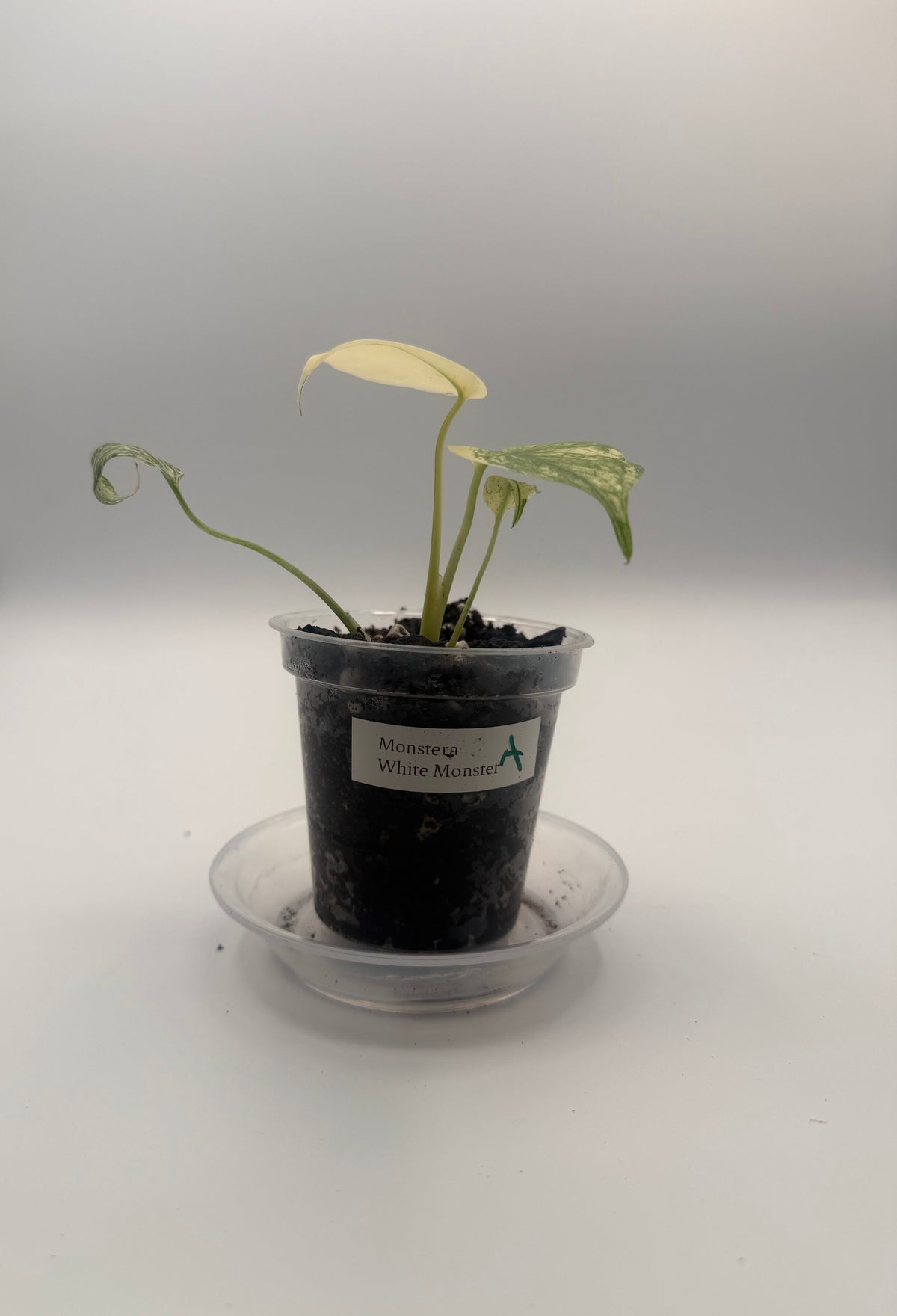 Monstera White Monster tissue culture, Plant A, front view