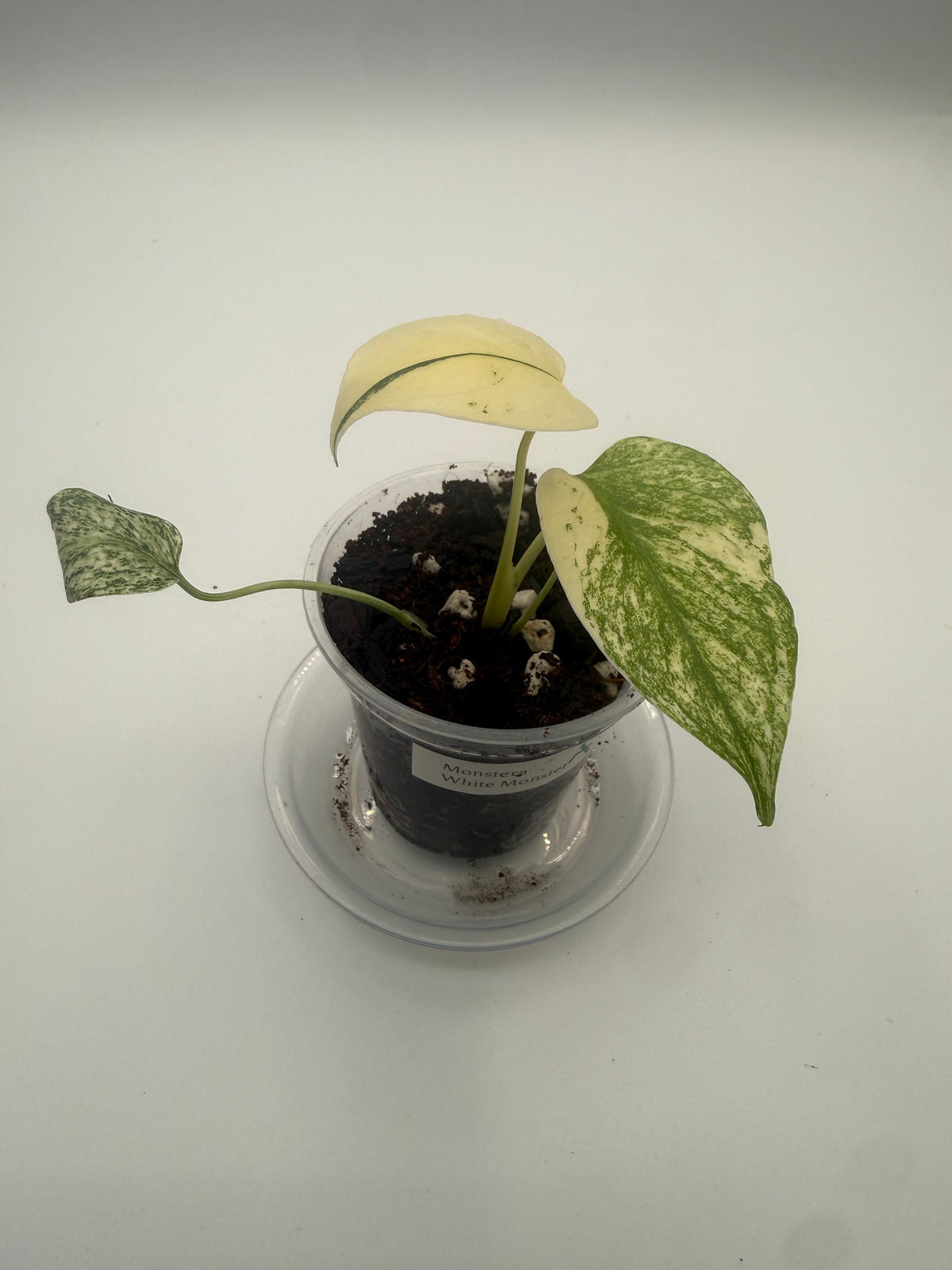 Monstera White Monster tissue culture, Plant A, top view