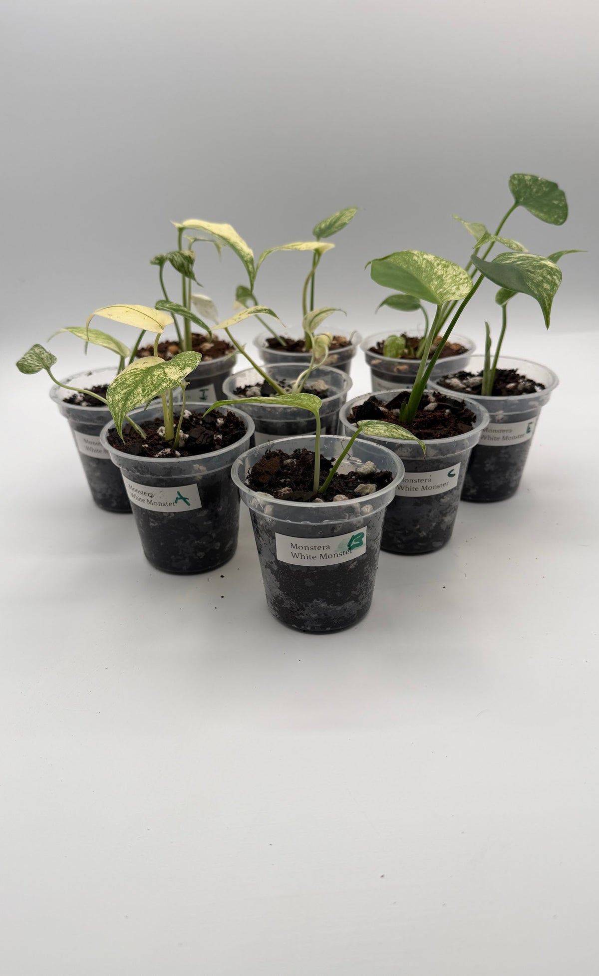Monstera White Monster tissue culture, group photo