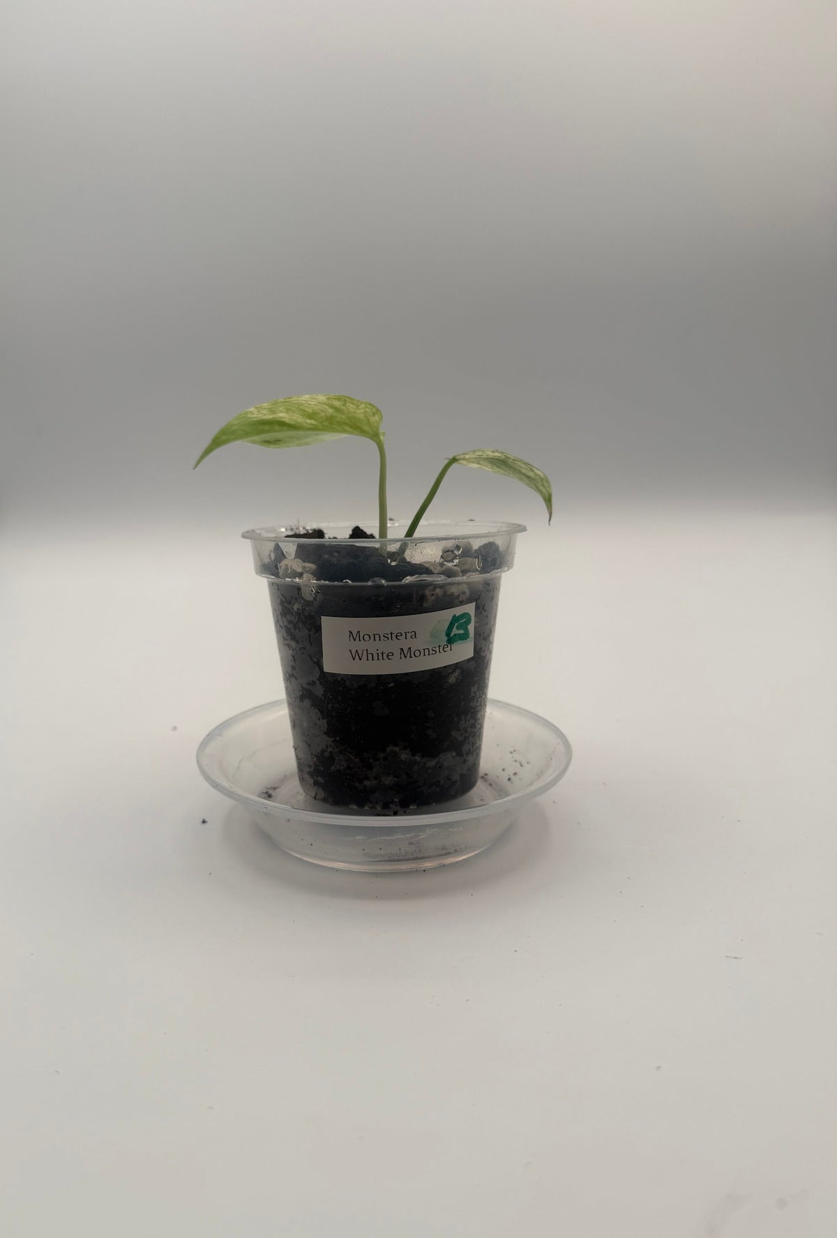 Monstera White Monster tissue culture, Plant B, front view