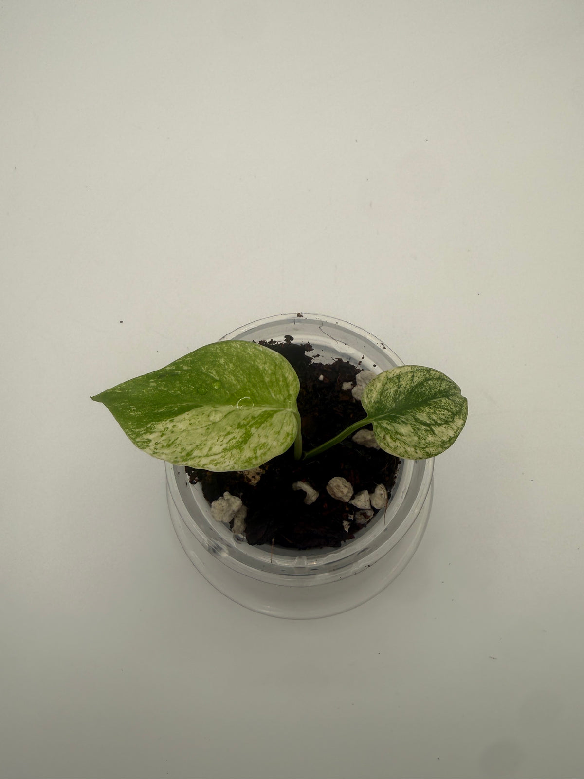 Monstera White Monster tissue culture, Plant B, top view