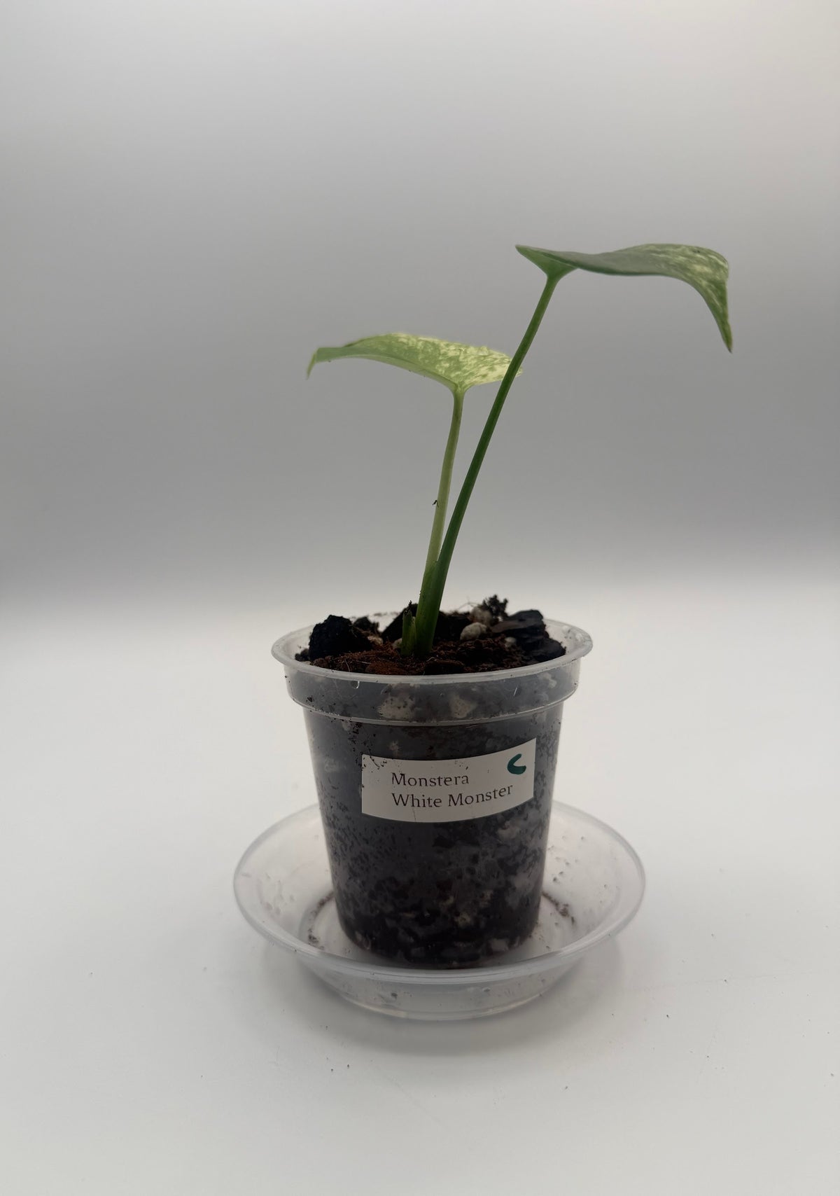 Monstera White Monster tissue culture, Plant C, front view