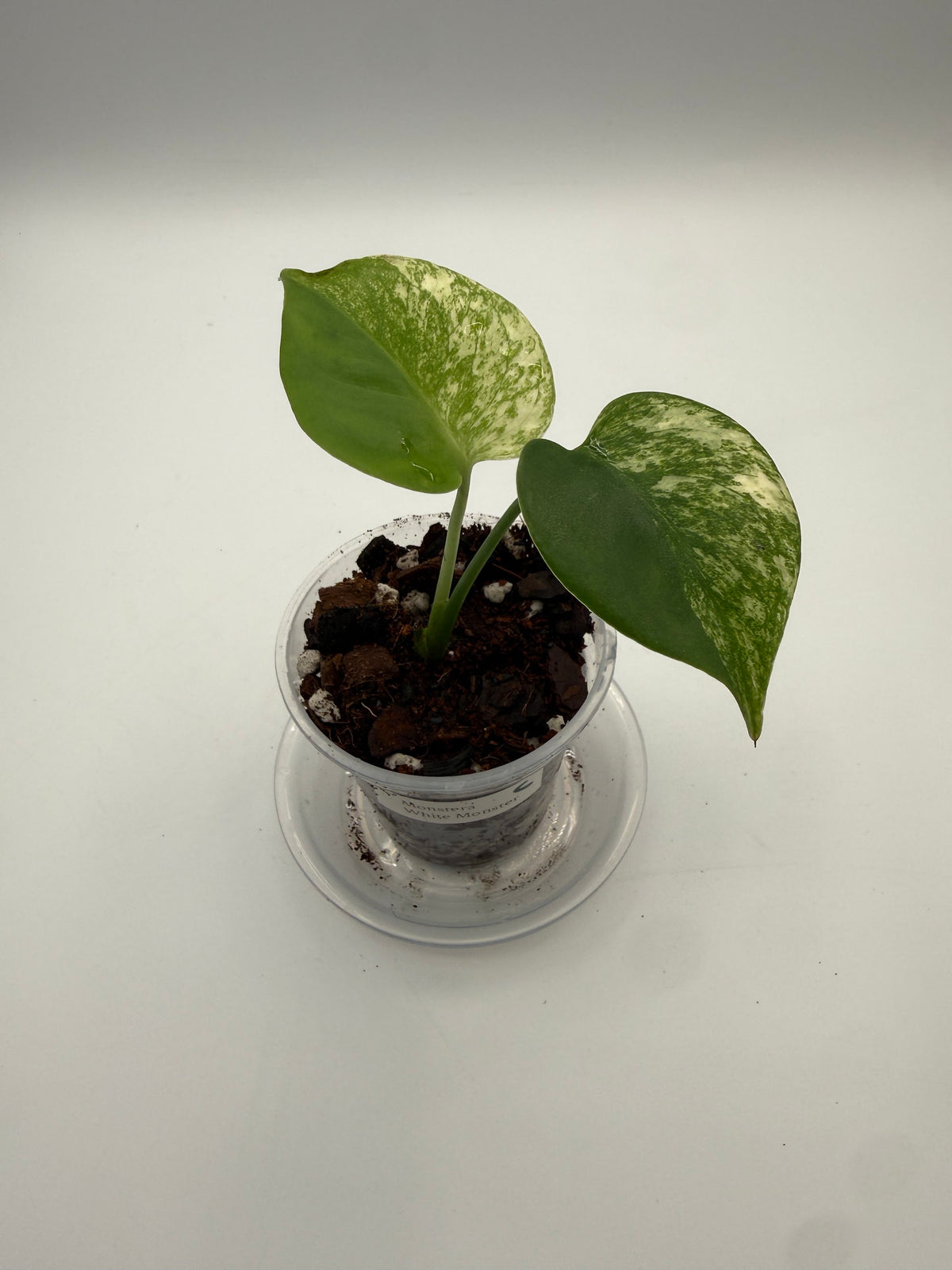 Monstera White Monster tissue culture, Plant C, top view