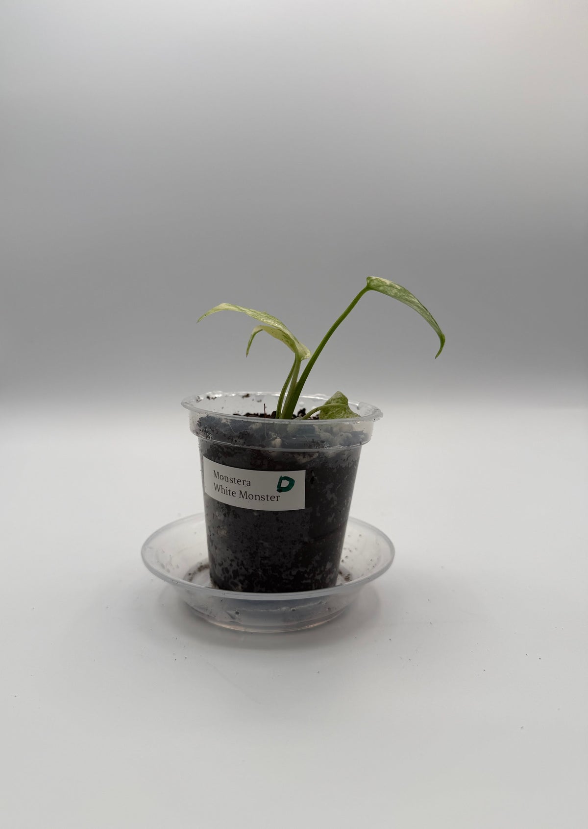 Monstera White Monster tissue culture, Plant D, front view