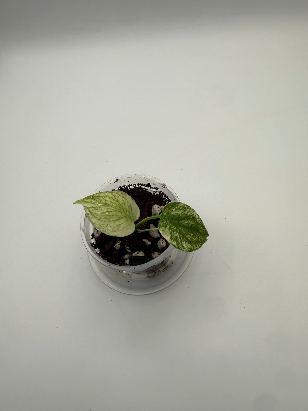 Monstera White Monster tissue culture, Plant D, top view