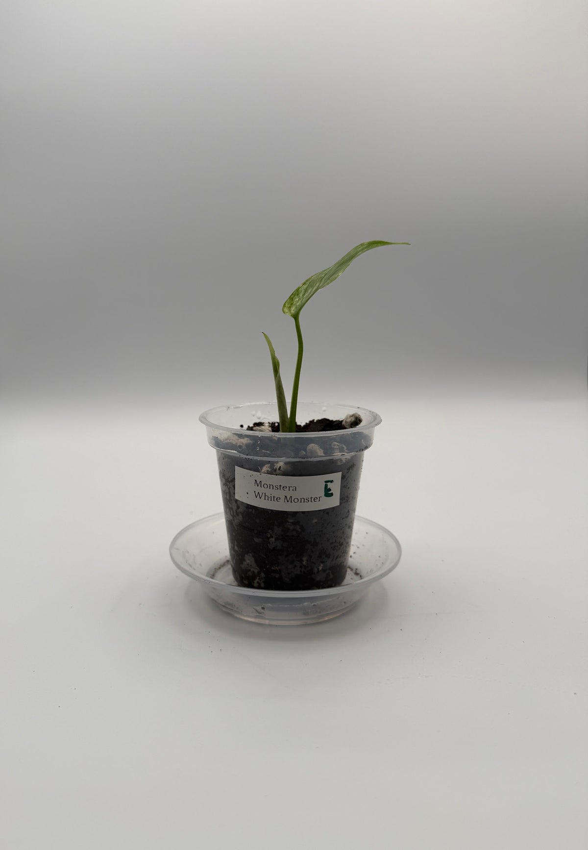 Monstera White Monster tissue culture, Plant E, front view
