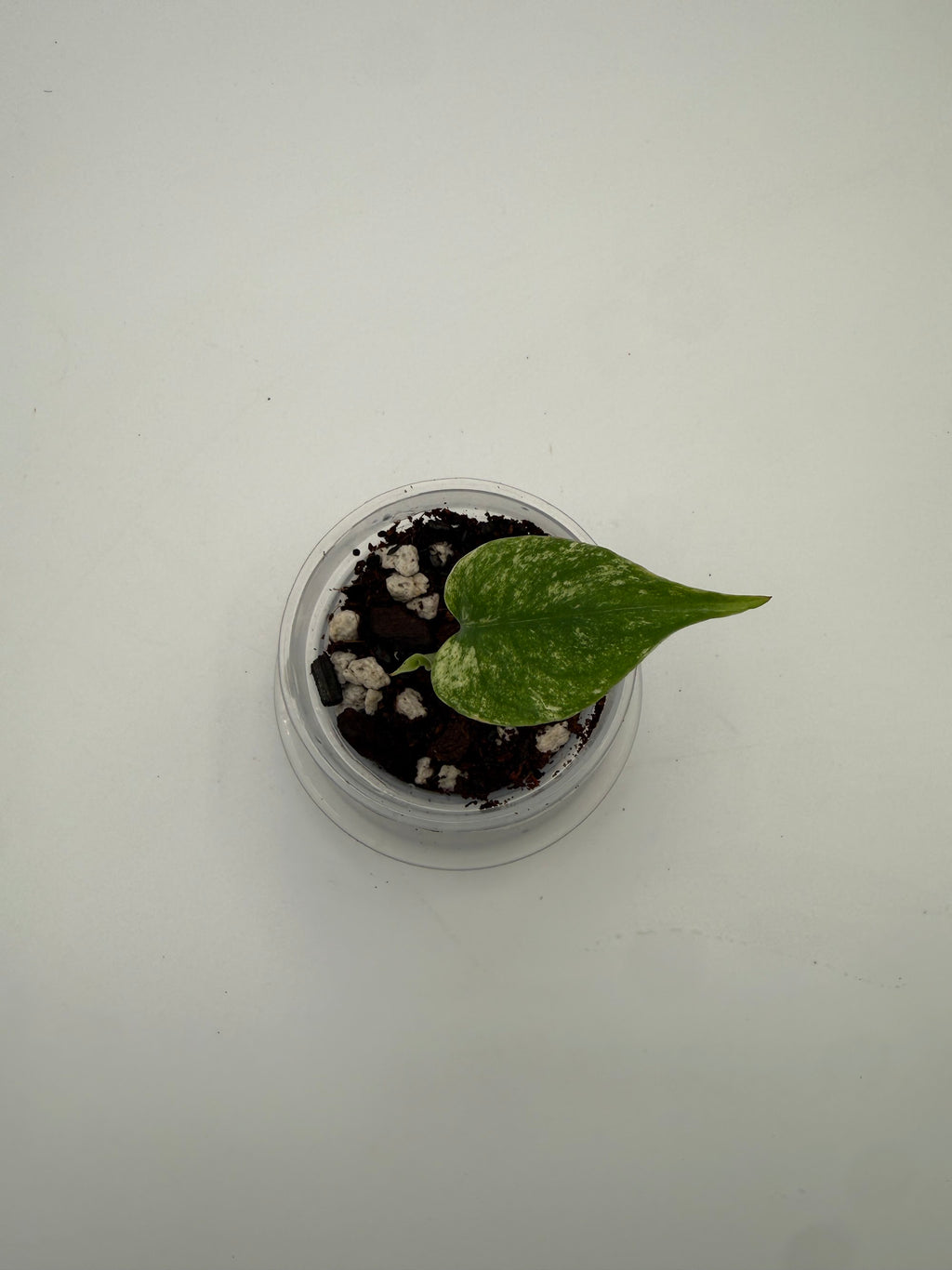 Monstera White Monster tissue culture, Plant E, top view