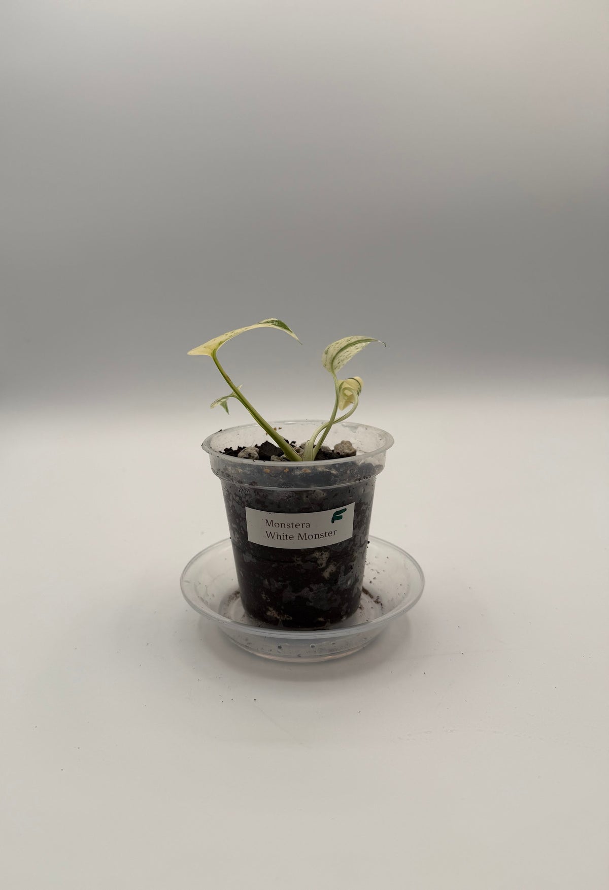 Monstera White Monster tissue culture, Plant F, front view