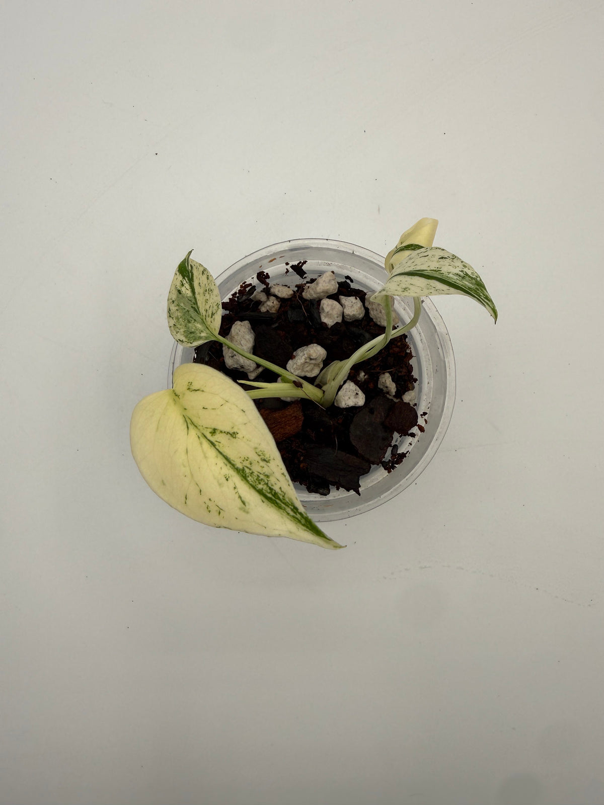 Monstera White Monster tissue culture, Plant F, top view