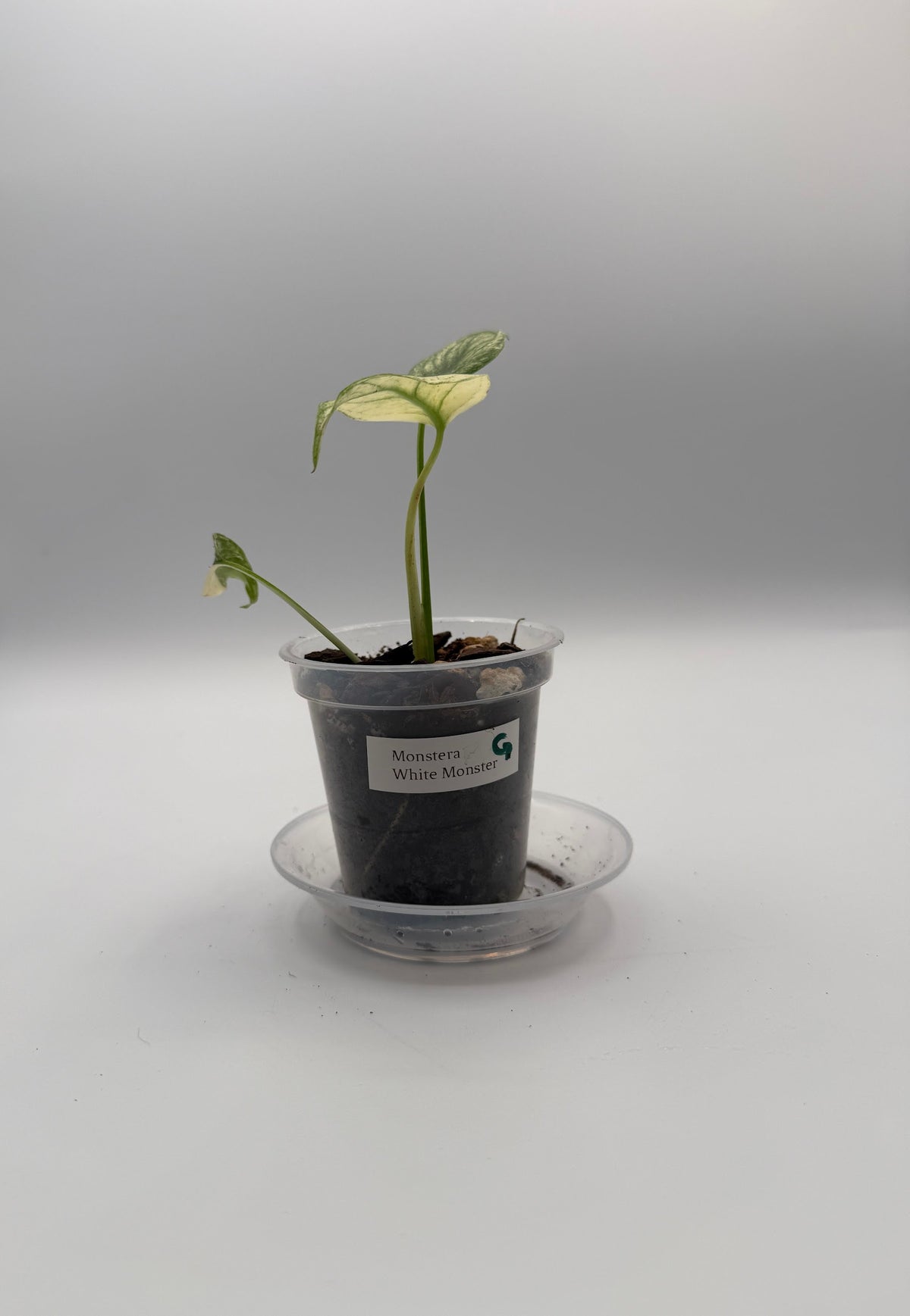 Monstera White Monster tissue culture, Plant G, front view