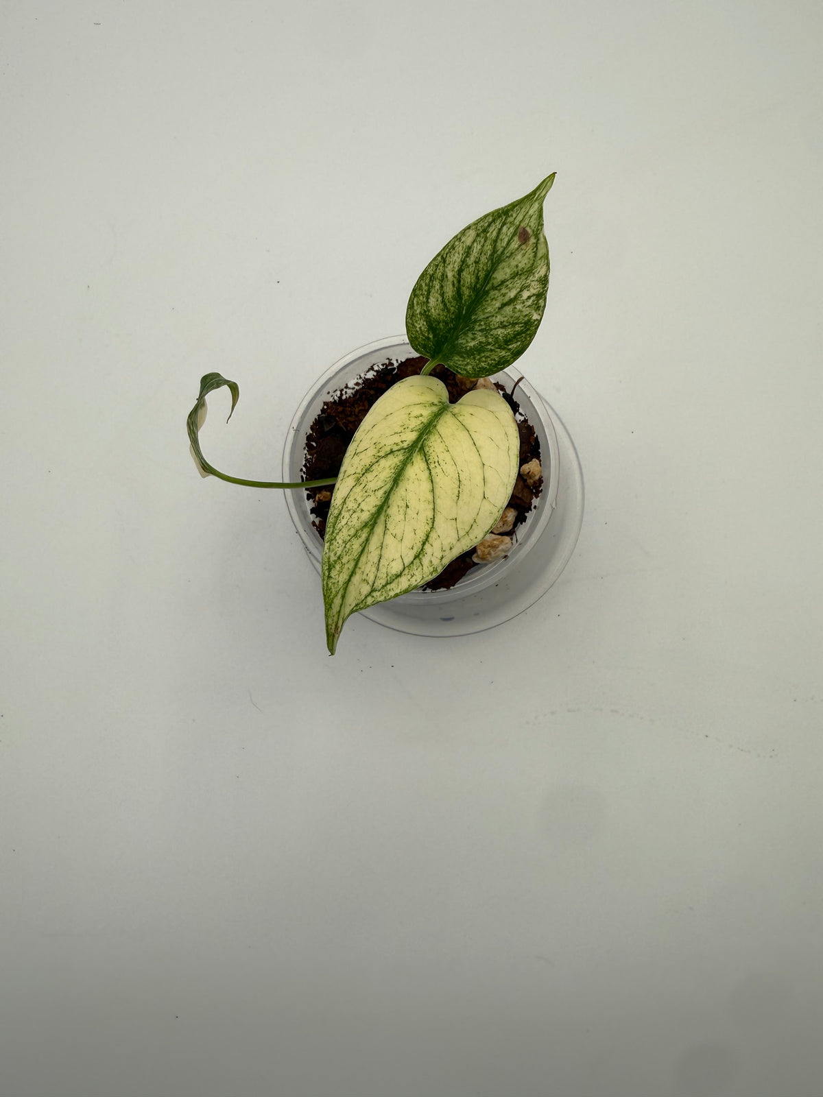Monstera White Monster tissue culture, Plant G, top view