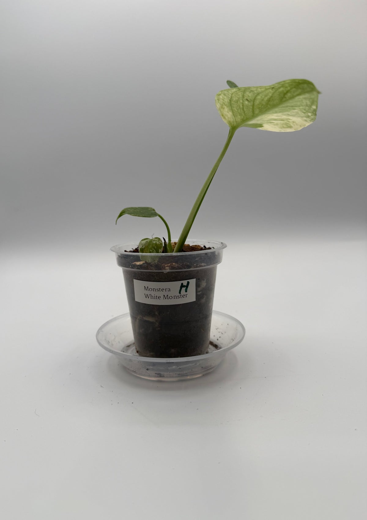 Monstera White Monster tissue culture, Plant H, front view