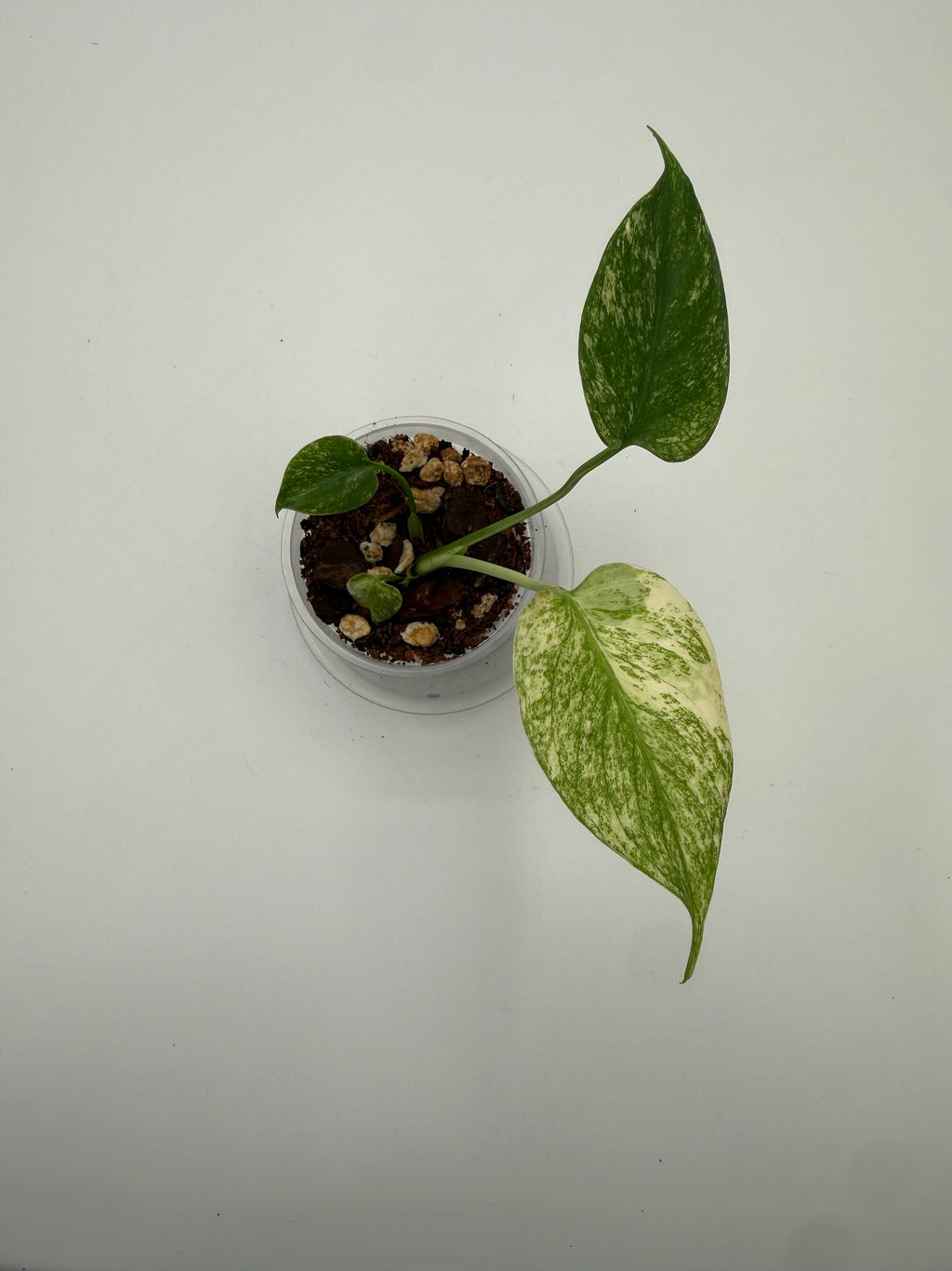 Monstera White Monster tissue culture, Plant H, top view