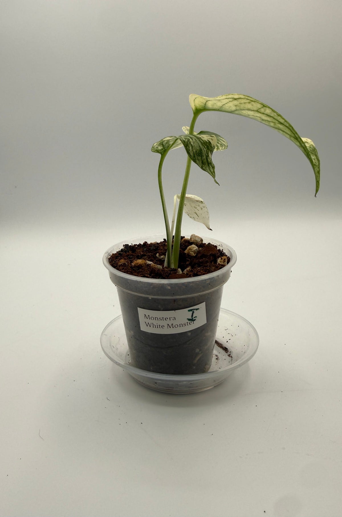 Monstera White Monster tissue culture, Plant I, front view