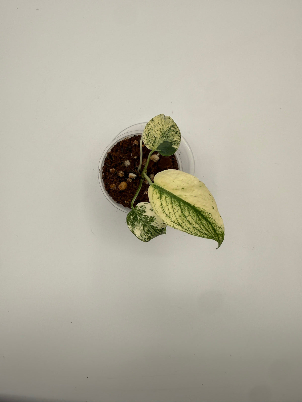 Monstera White Monster tissue culture, Plant I, top view