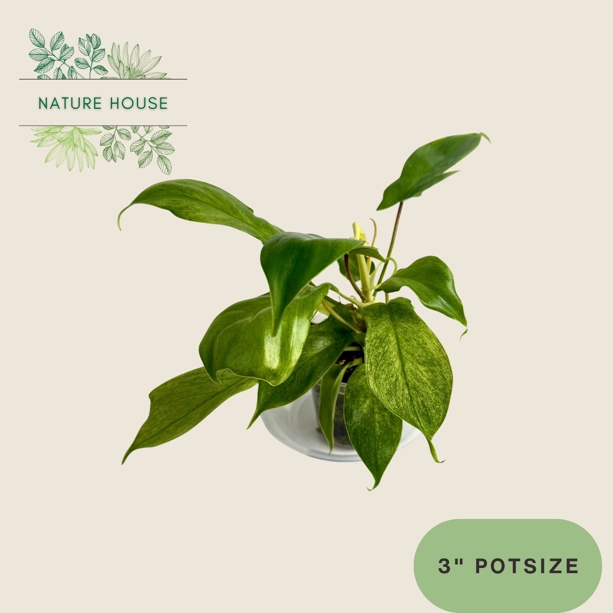 Philodendron Florida Ghost Mint - 3 inch pot - front view