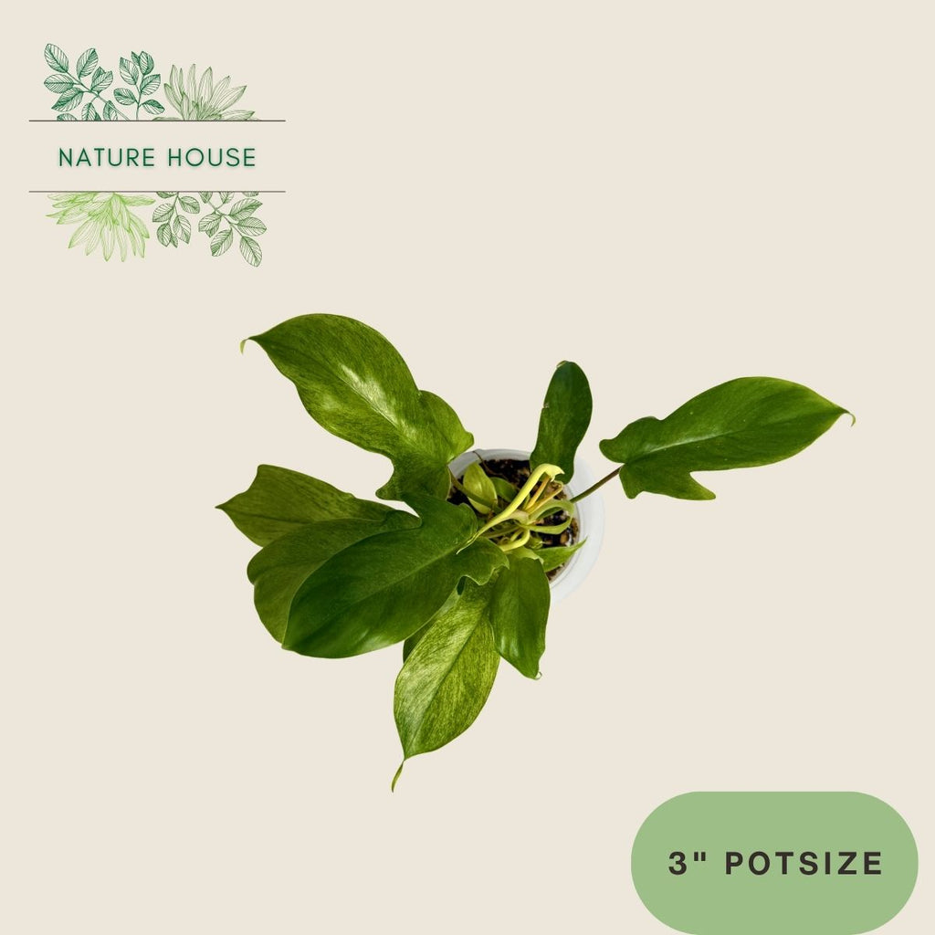 Philodendron Florida Ghost Mint - 3 inch pot - top view
