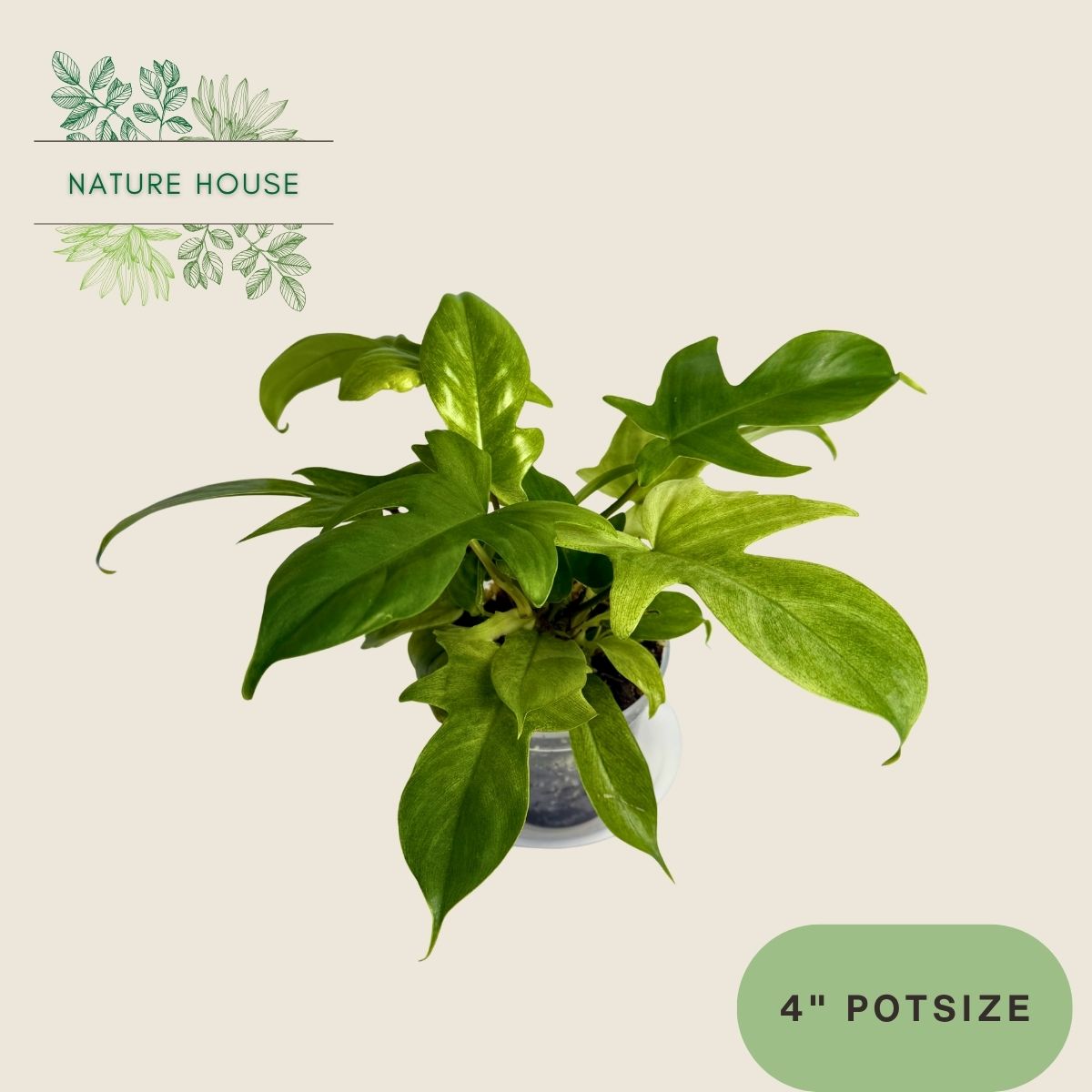 Philodendron Florida Ghost Mint - 4 inch pot - front view
