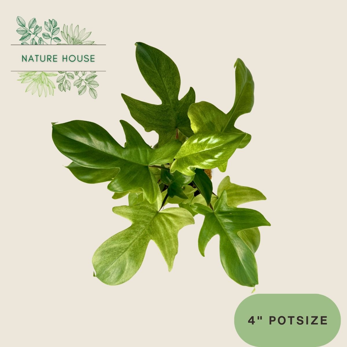 Philodendron Florida Ghost Mint - 4 inch pot - top view