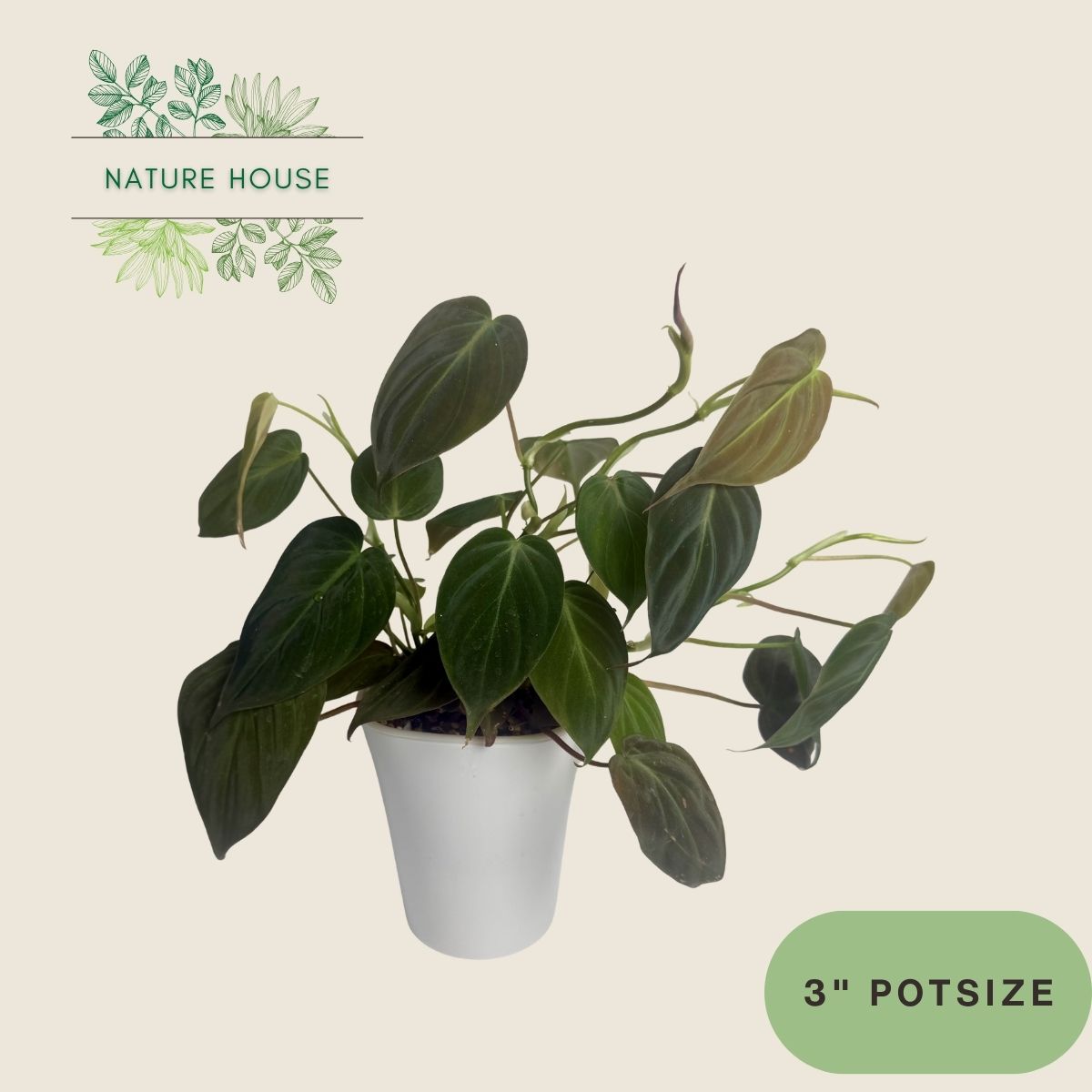 Philodendron Micans - 4 inch pot - front view