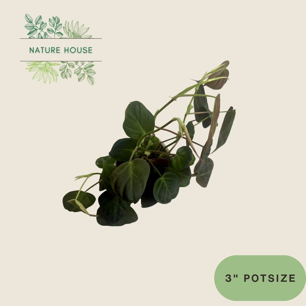 Philodendron Micans - 4 inch pot - top view