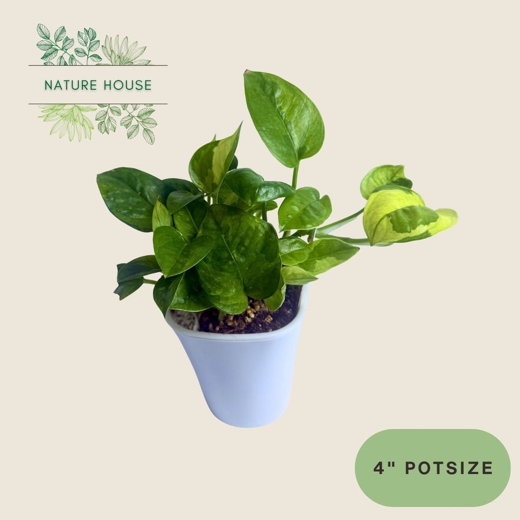 Pothos Global Green - 4 inch pot - front view
