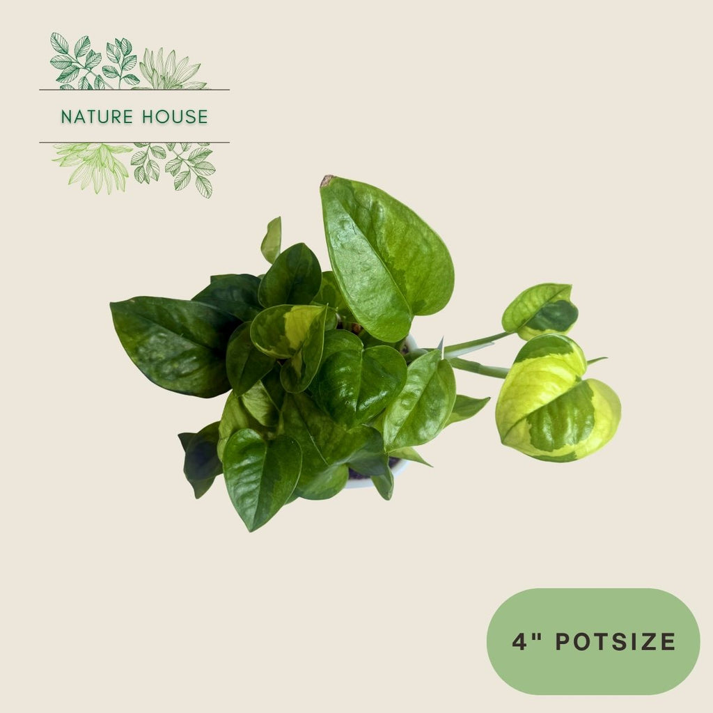 Pothos Global Green - 4 inch pot - front view
