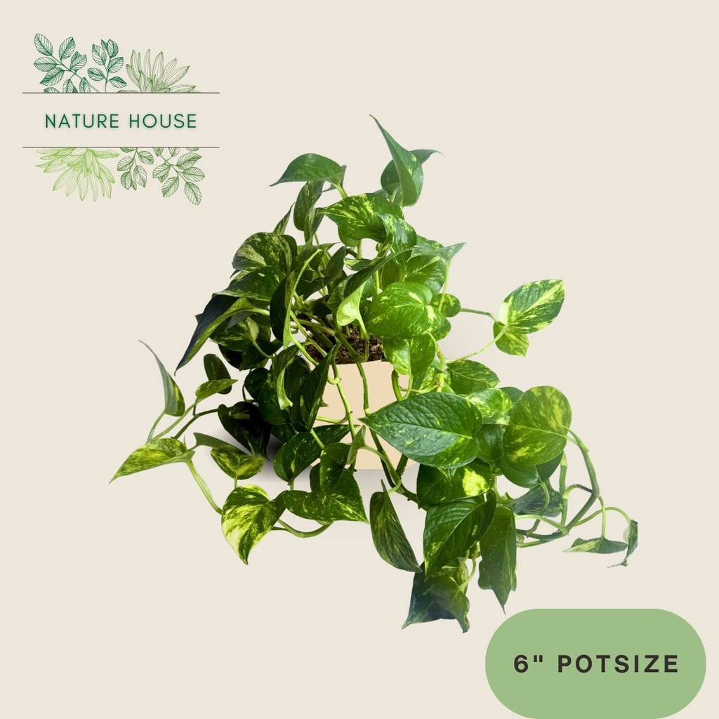 Pothos Golden - 6 inch pot - front view