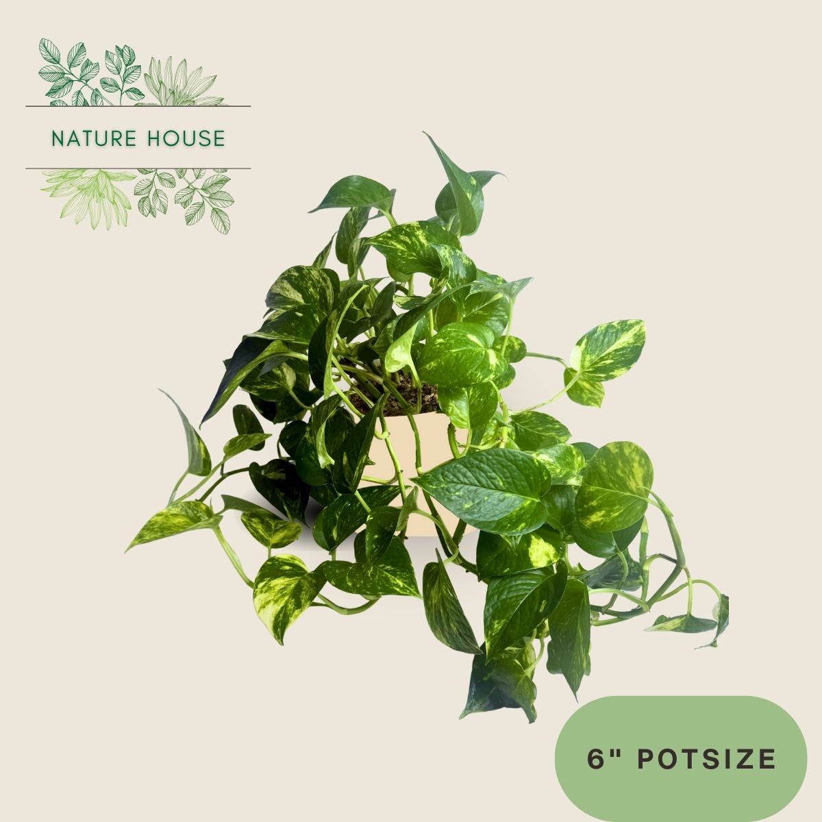 Pothos Golden - 6 inch pot - front view