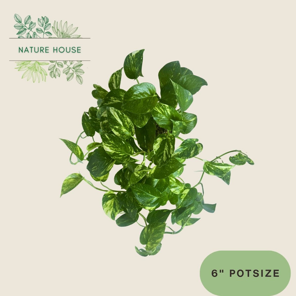 Pothos Golden - 6 inch pot - front view