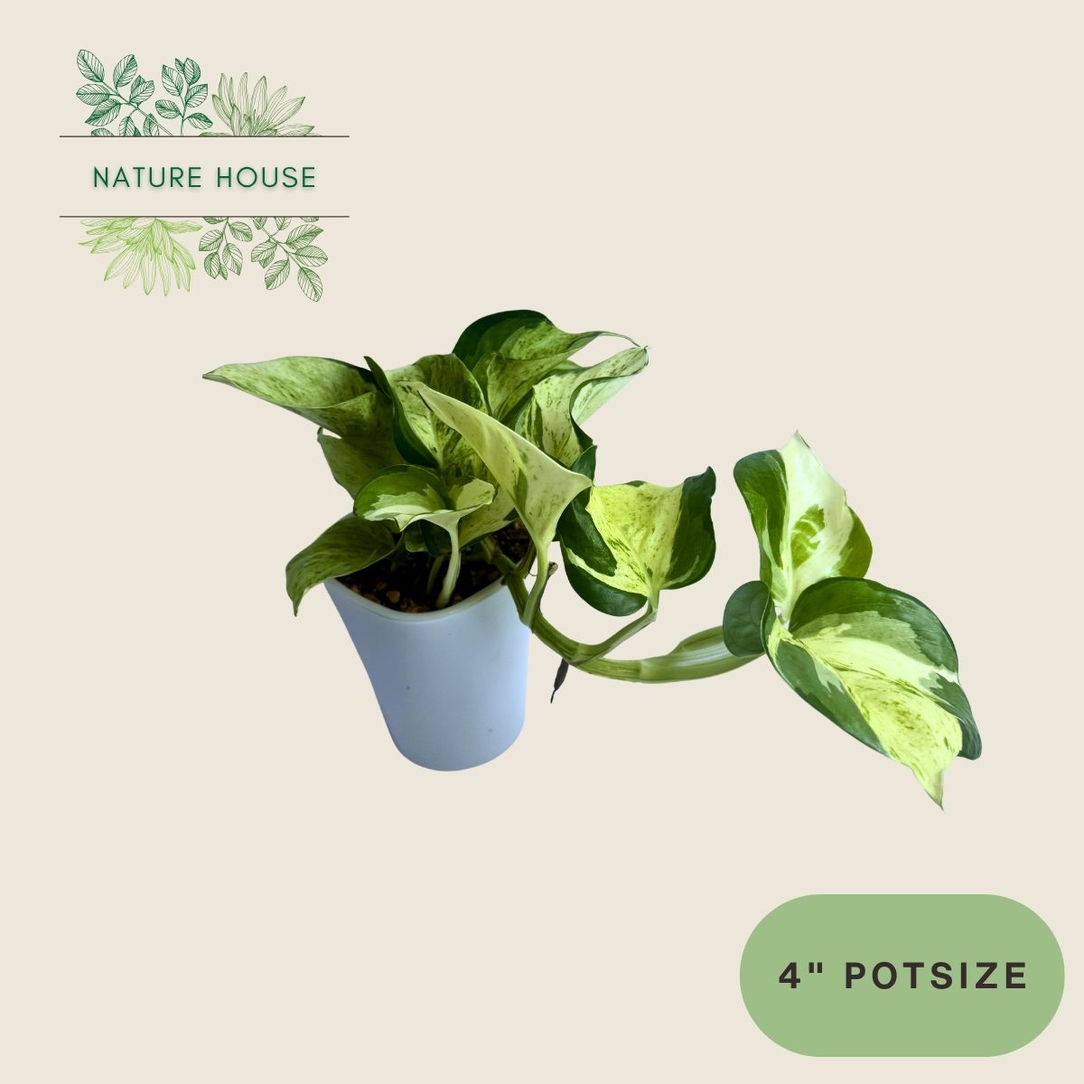 Pothos Manjula - 4 inch pot - front view