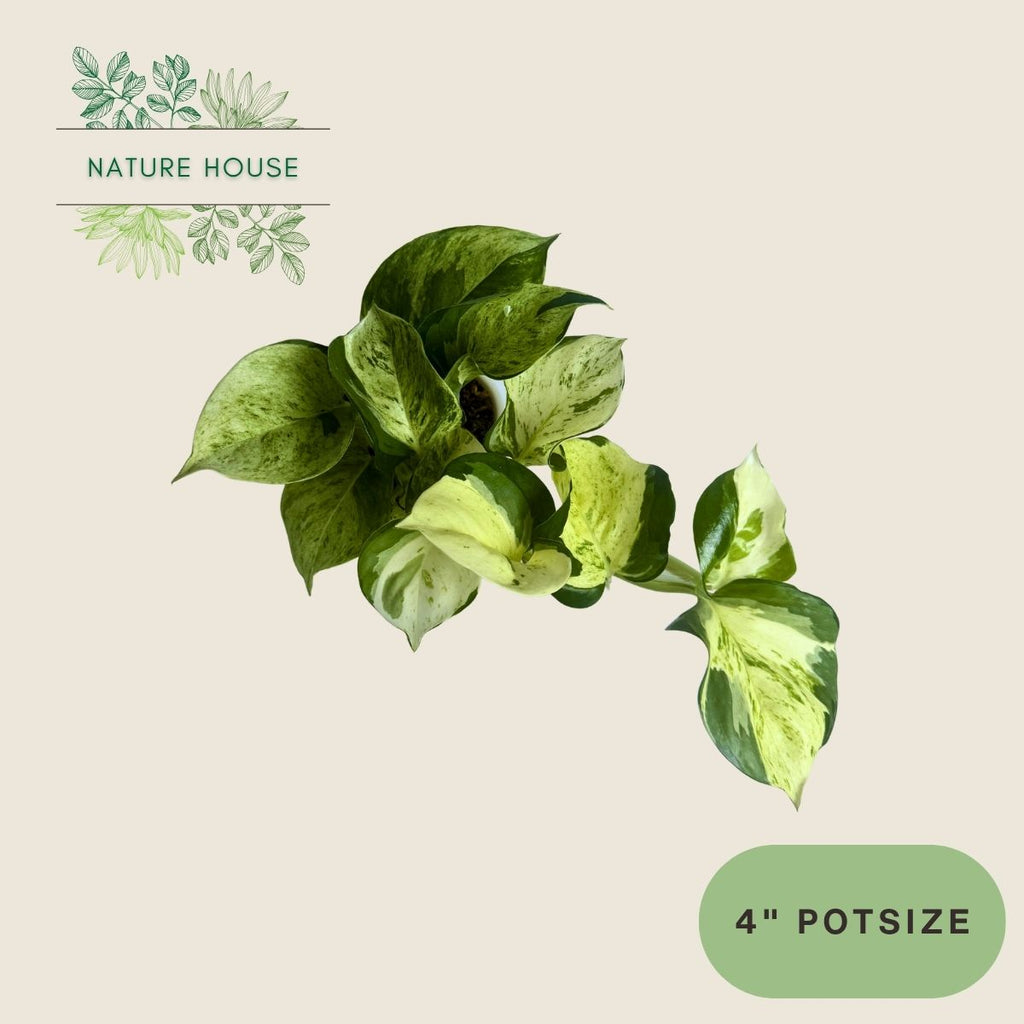 Pothos Manjula - 4 inch pot - front view